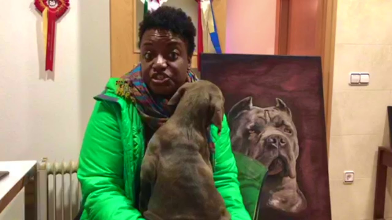 Cane corso Owner Camille USA talk about