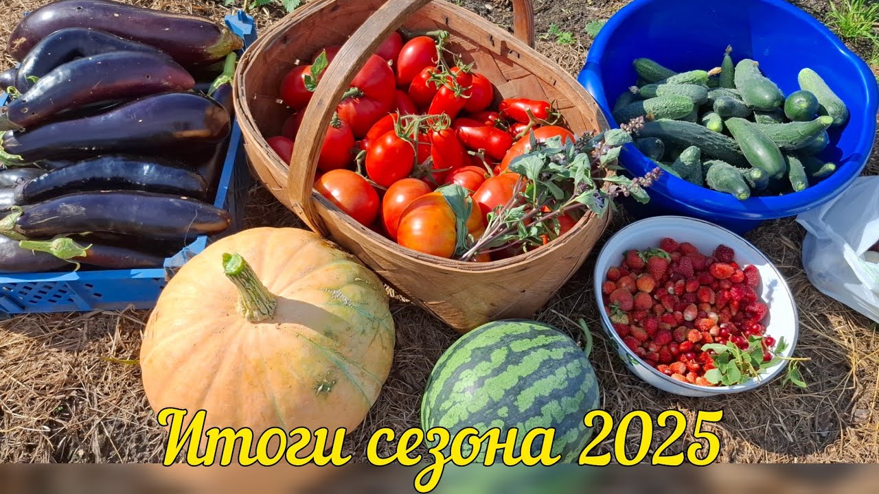 Итоги огородного сезона 2025 года. Ожидание-реальность семена овощей.