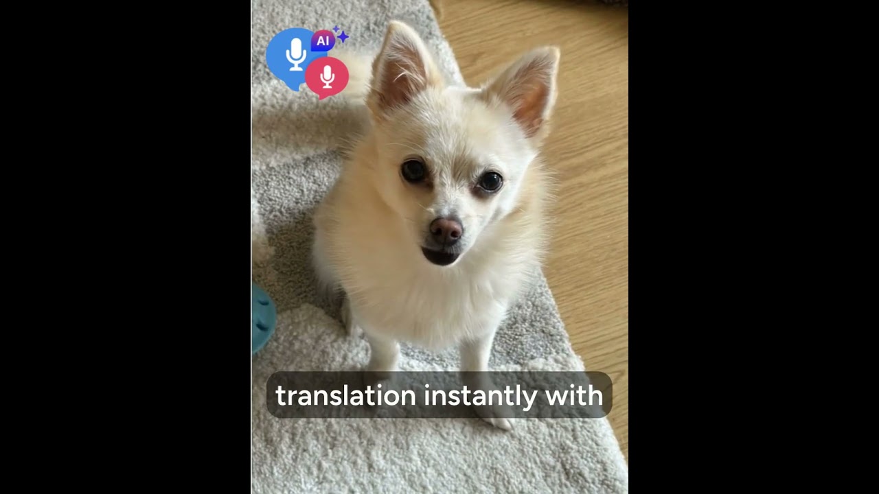 Talk & Translate Anything Instantly