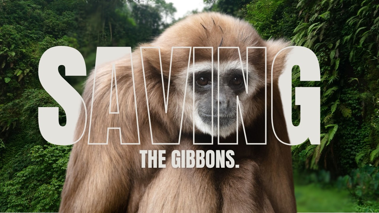 Saving the Gibbons EP #2 | Creating an Enrichment Device
