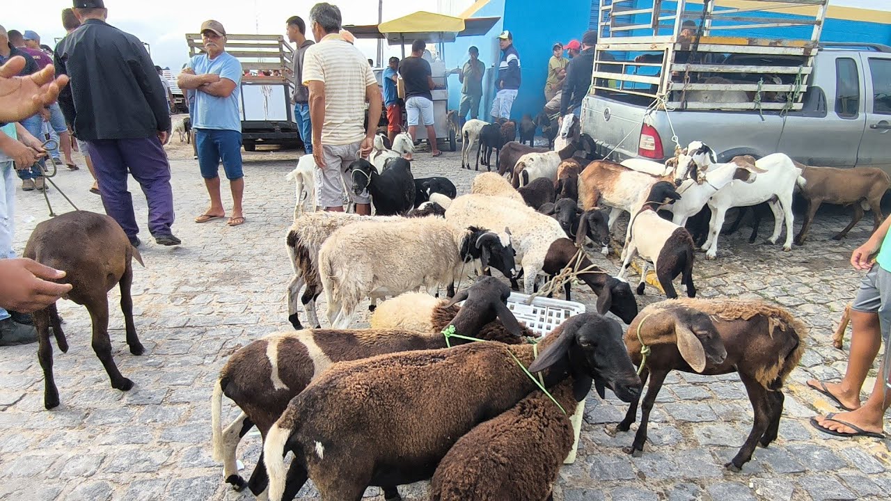 FEIRA DE ANIMAIS DE PUXINANÃ-PB 16/02/2026