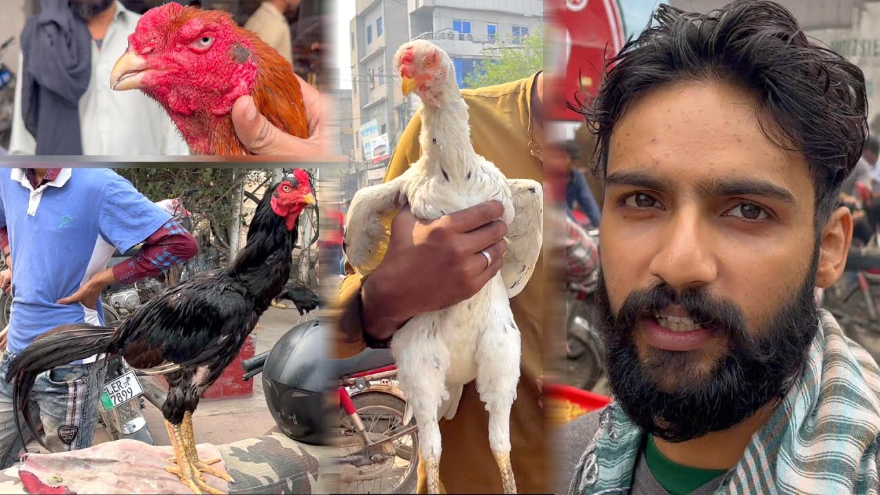 Aseel Sunday Market Lahore Full Video | Shamoo | Heera | Ganju | Ghulam Sabir Vlogs | Pet House