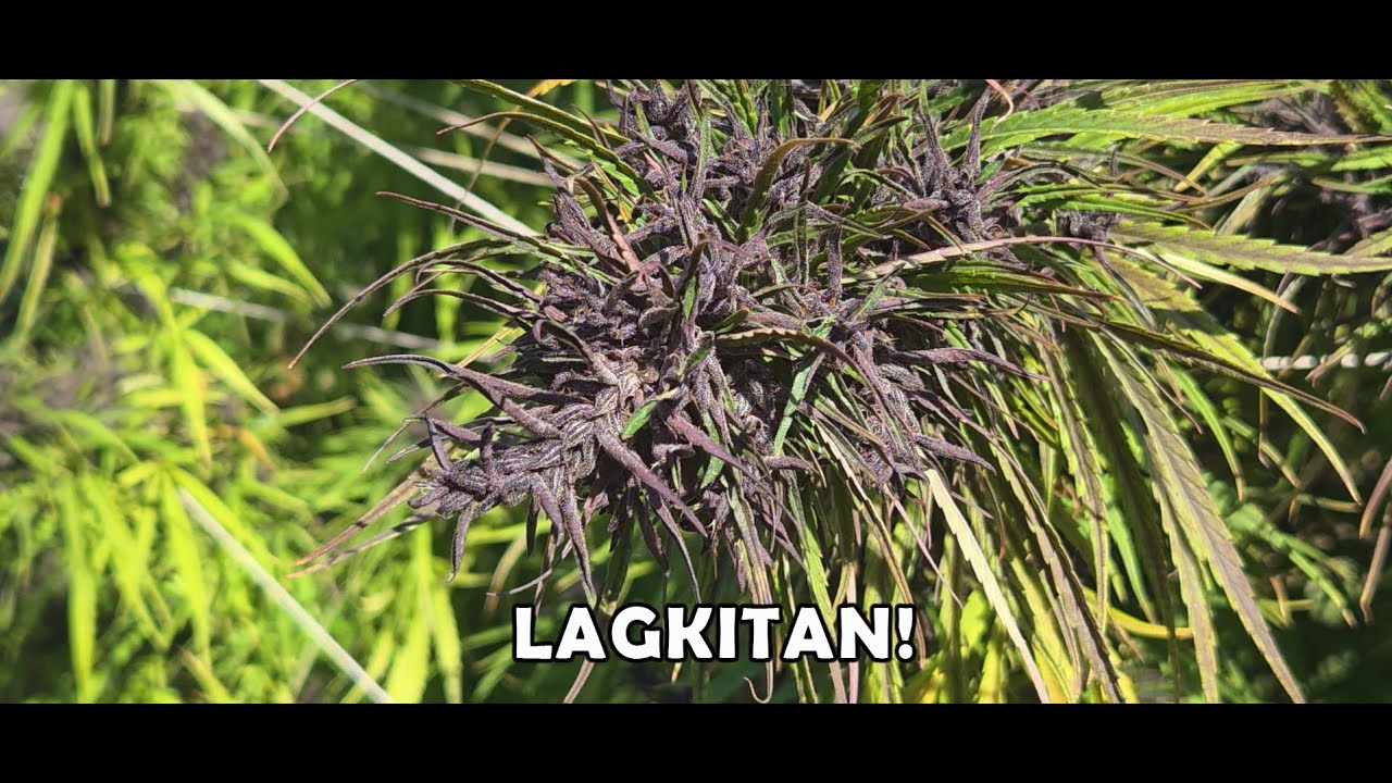LAGKITAN - from the Philippines - trippy plants!!!  11/10/25