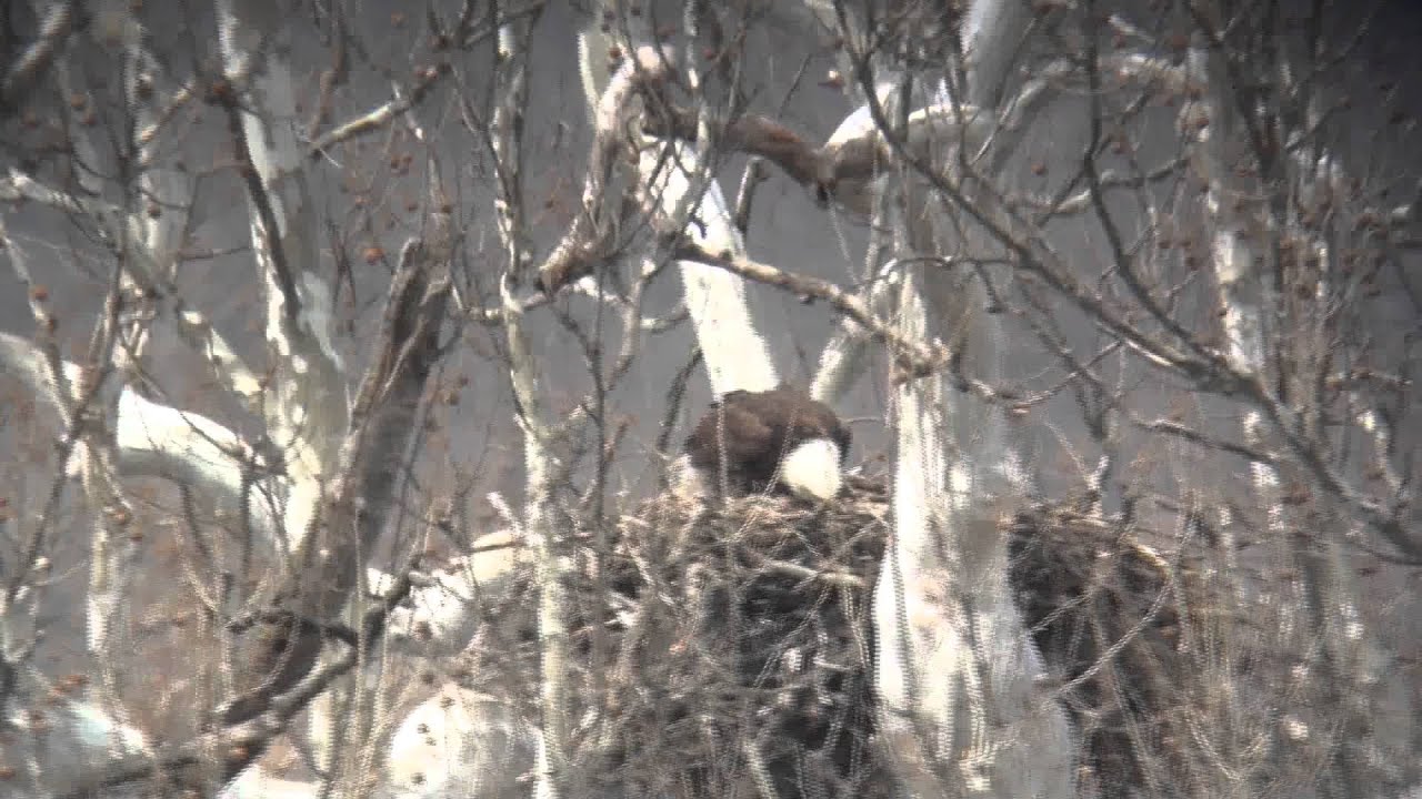 Bald eagle showing feeding behavior.