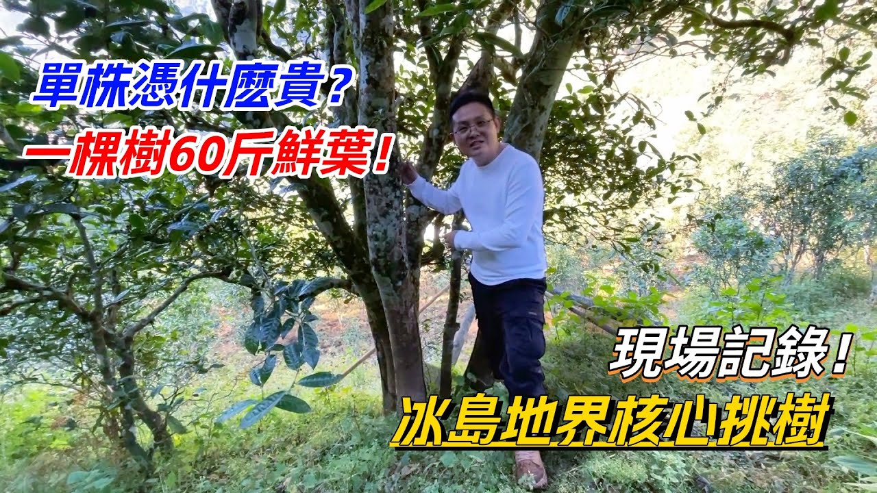 單株憑什麽貴？一棵樹60斤鮮葉！冰島地界核心挑樹現場記錄！购茶请加微信/赖line：HDLG002