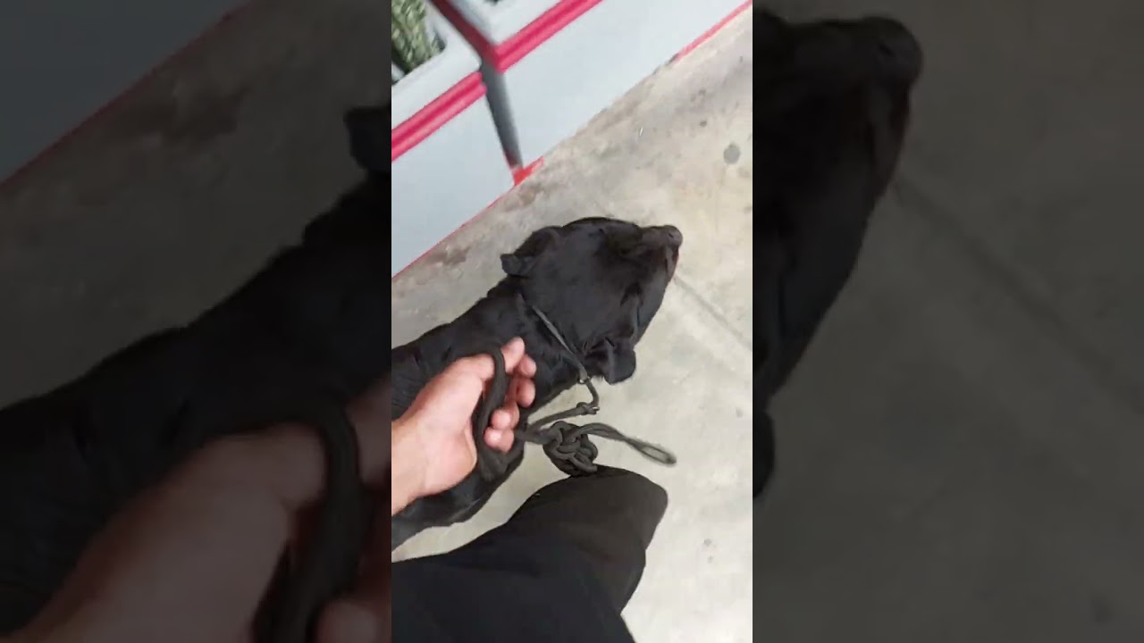 como ENSEÑAR Obediencia de VERDAD a tu PERRO (Y GANARTE su CARIÑO y RESPETO en el camino)