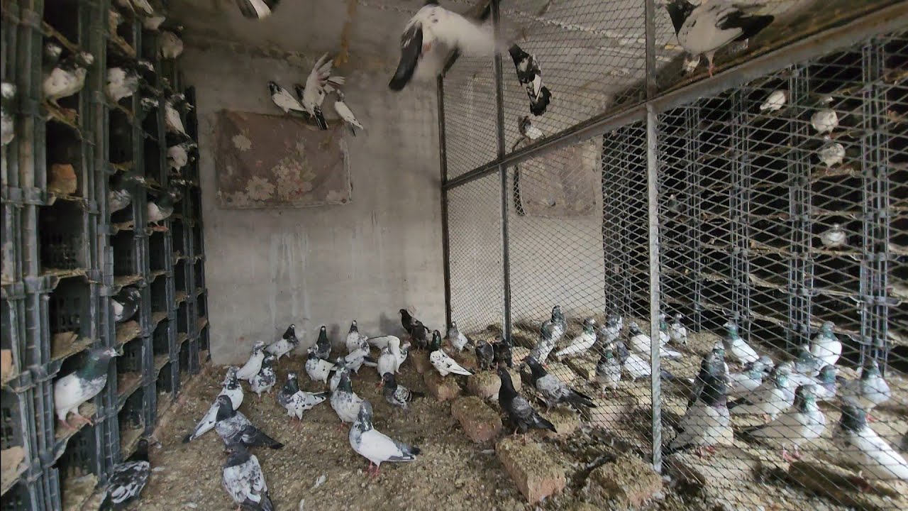 60 Baby Pigeons Shifted Today | Ch Sakhi Muhammad Bhatti Pigeons