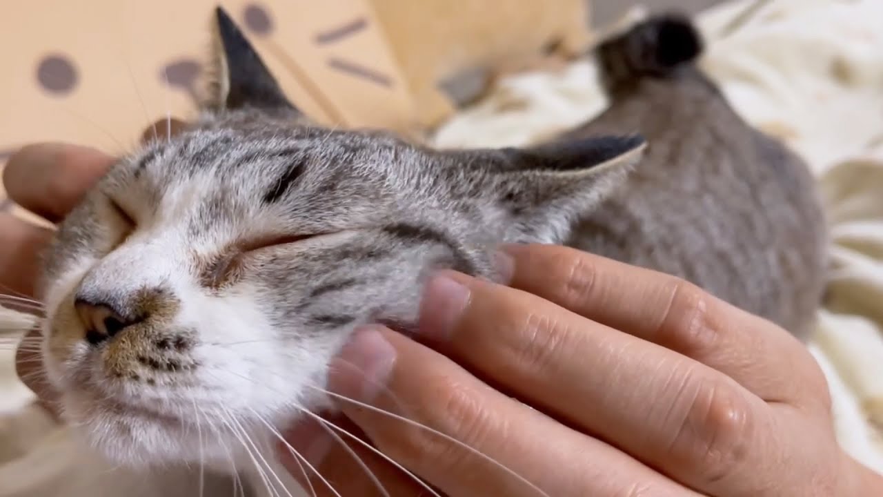 就寝前の３ニャンは安眠効果抜群です♥