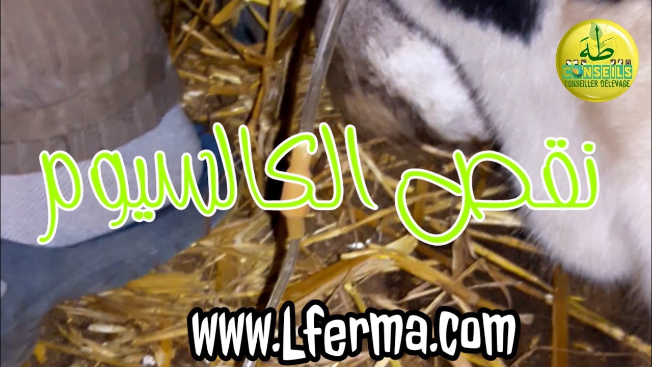 نقص في الكالسيوم عند الأبقار