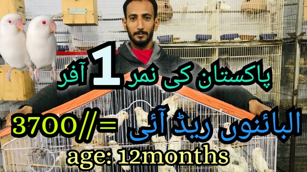 BIGGEST OFFER | ALBINO RED EYES LOVEBIRD 12 MONTHS 3700/= | PAKISTAN NO:1 OFFER| JUNGLE ON TERRACE |