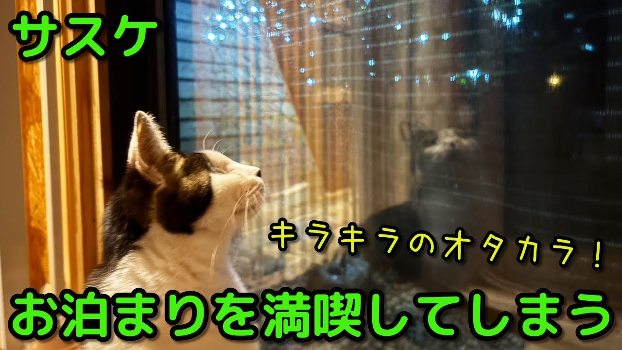 預かりさん宅のニャンズの様子【ねこんチ改装中】