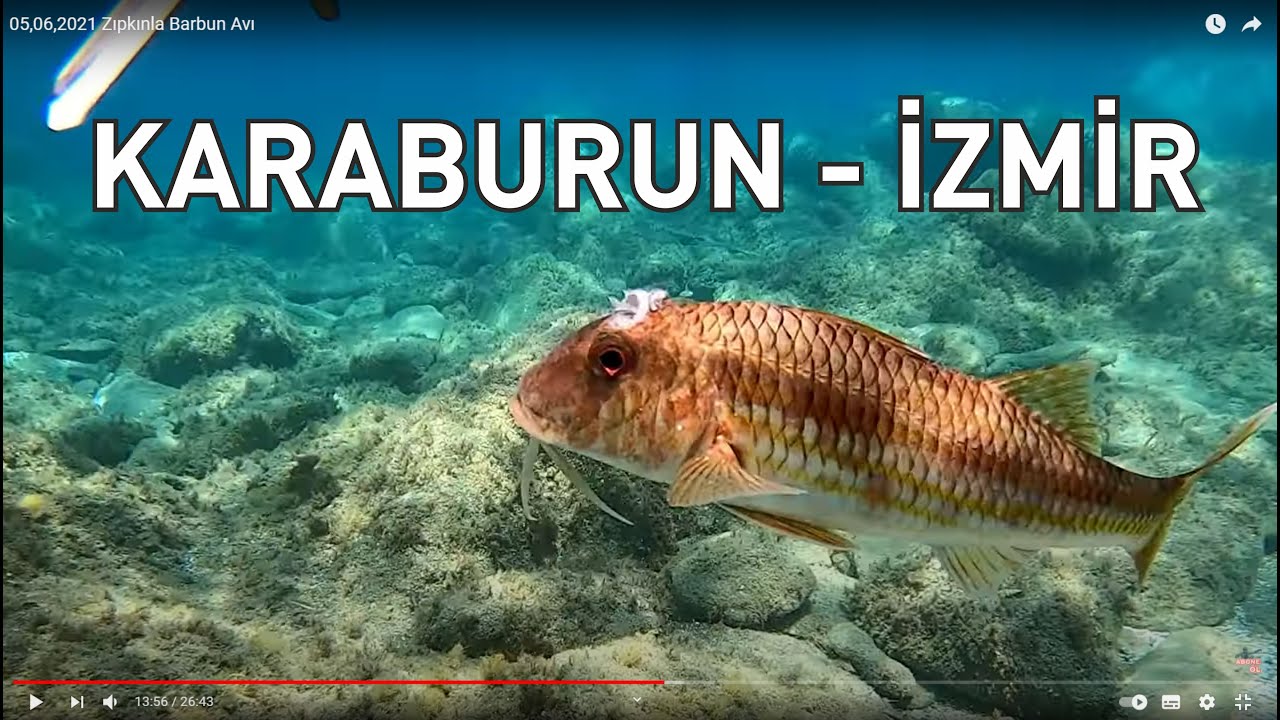 Zıpkınla balık avı Barbun 05,06,2021 spearfishing Red mullet