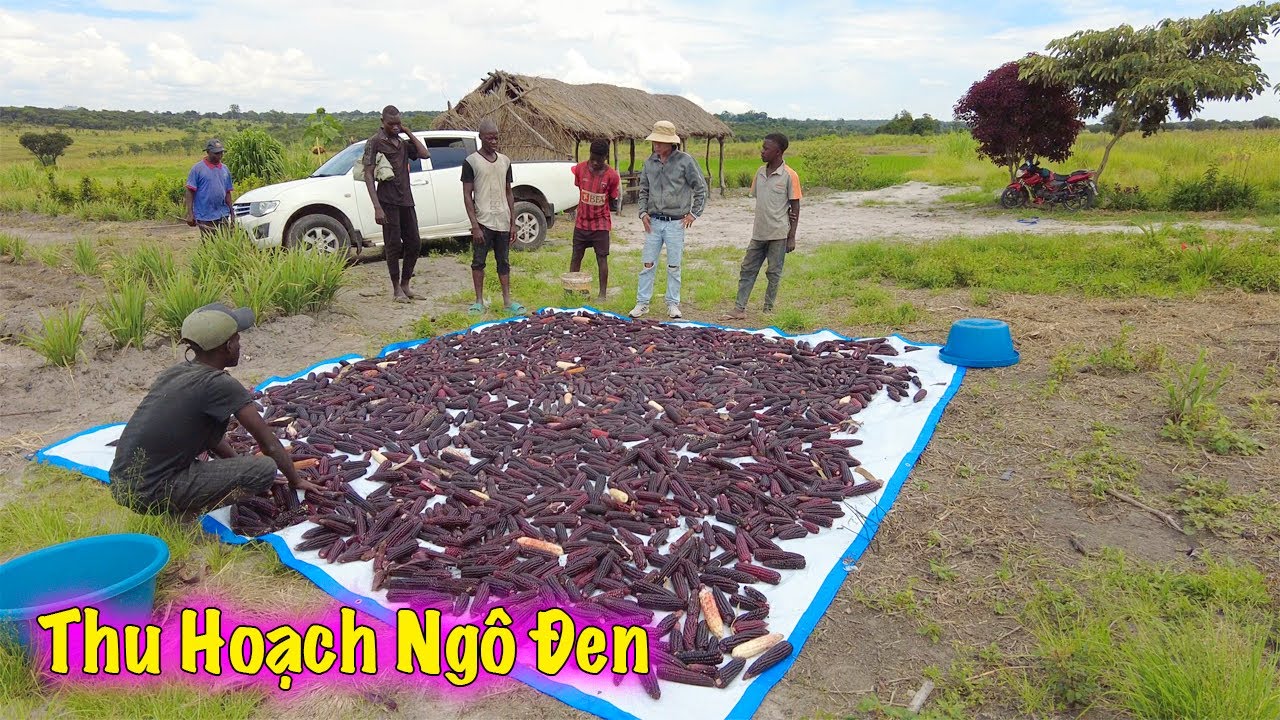 Linh Philip || Thu Hoạch Ngô Đen. Thành Công Giữ Được Số Lượng Lớn Giống Ngô Đặc Biệt Trong Farm