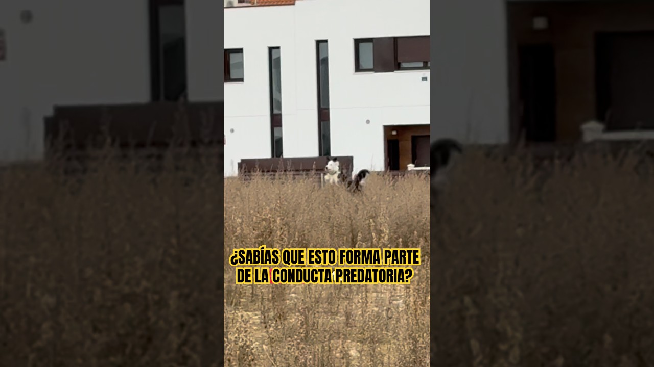 Estos saltos tan graciosos forman parte de la conducta predatoria 