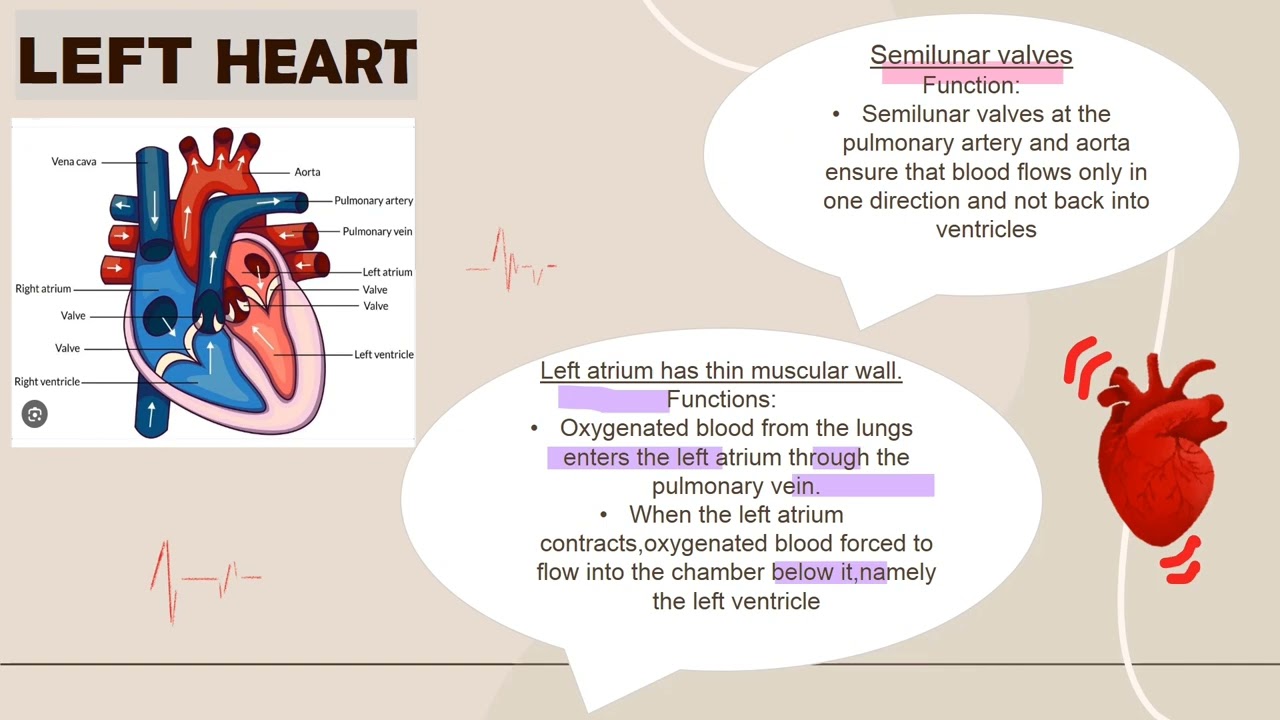 IMPBPro Science 2023 - PBL Form 3 Transportation (Human Heart) Kump 4