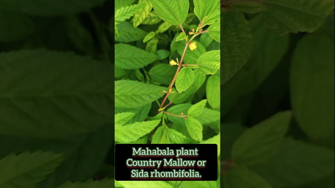 Mahabala plant Country Mallow or Sida rhombifolia knowledge.