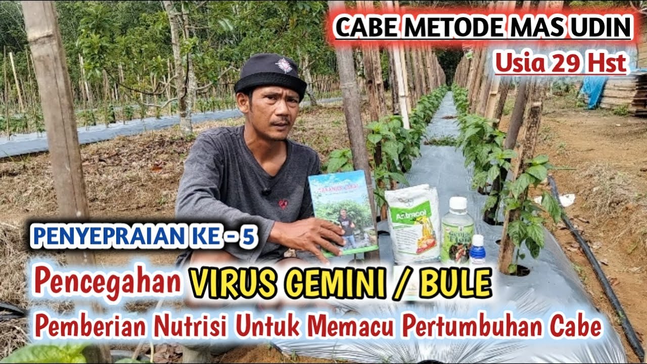 29 Hst • PENGENDALIAN KUTU KEBUL PENYEBAB VIRUS GEMINI - CABE METODE MAS UDIN 