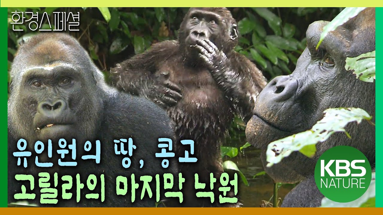 고릴라의 마지막 낙원, 콩고 열대림! 킹고의 숲 [KBS 대기획 푸른 지구의 마지막 유산, 콩고 2편 – 킹고의 숲] / KBS 20110303 방송