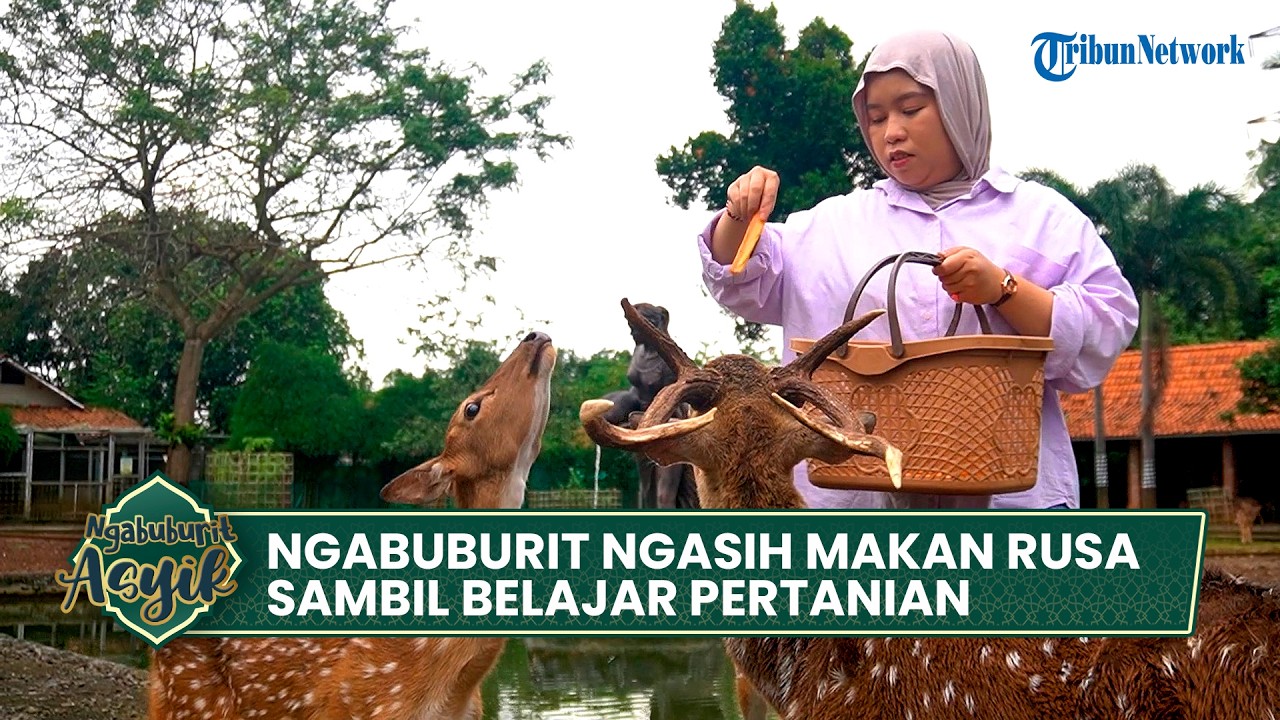 NGABUBURIT RASA SAFARI! Panen Sayur & Kasih Makan Rusa di Nara Kupu Village Depok | NGABUBURIT ASYIK