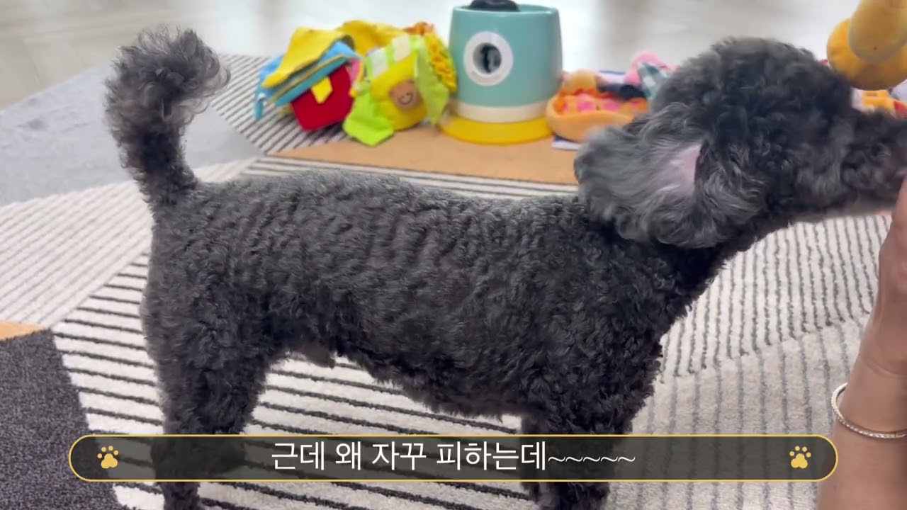 팔팔한 까루의 첫 영상