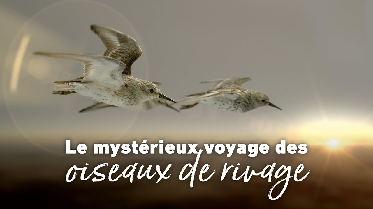 Le mystérieux voyage - Bande annonce SalamandreTV