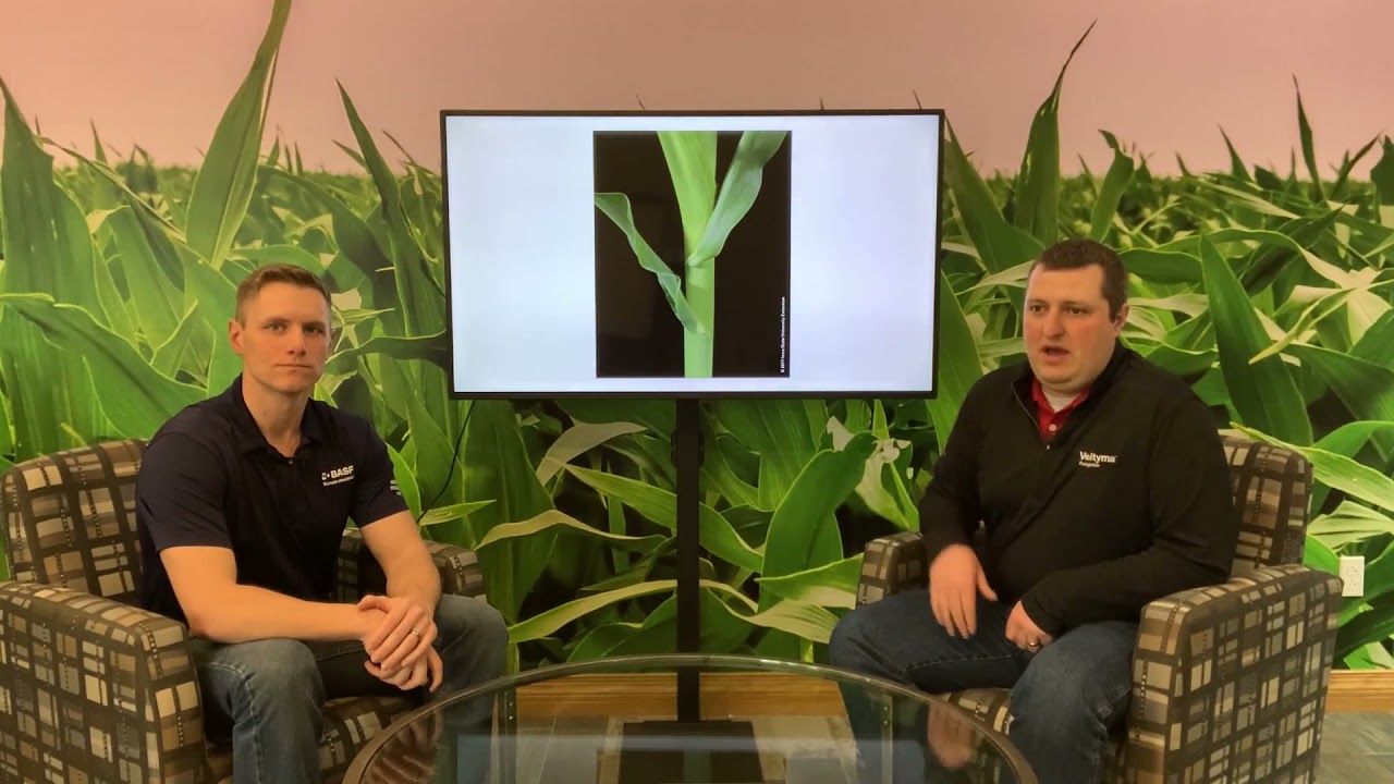 How late can you apply herbicides in corn? - Spring Training Series
