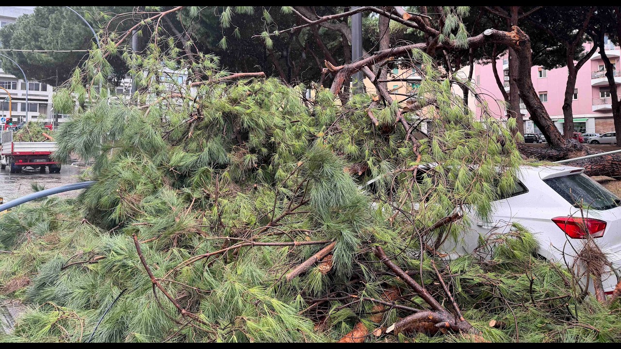 Alberi crollati in città: le squadre di Messina Servizi al lavoro da stanotte