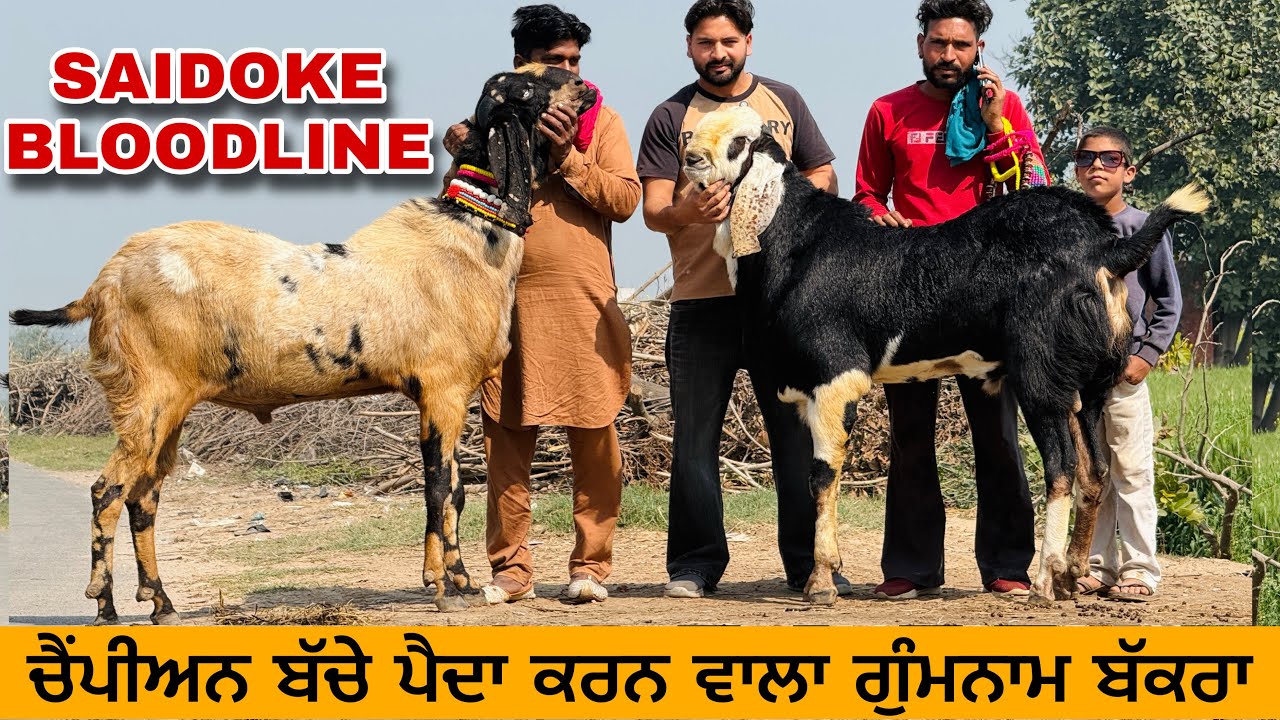 ਸੈਦੋਕੇ ਬਲੱਡਲਾਈਨ ਦਾ ਗੁੰਮਨਾਮ ਬੱਕਰਾ,ਜਿਸਨੇ ਚੈਂਪੀਅਨ ਪੈਦਾ ਕੀਤੇ । SAIDOKE BLOODLINE BIG BAKRA 