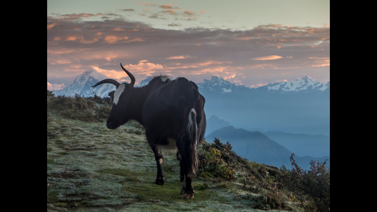Five days in the Eastern Himalaya: The Sandakphu to Phalut Trek