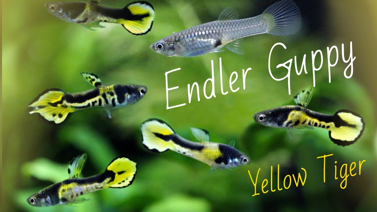 Endler's Livebearer (TIGER ENDLERS, K Class)