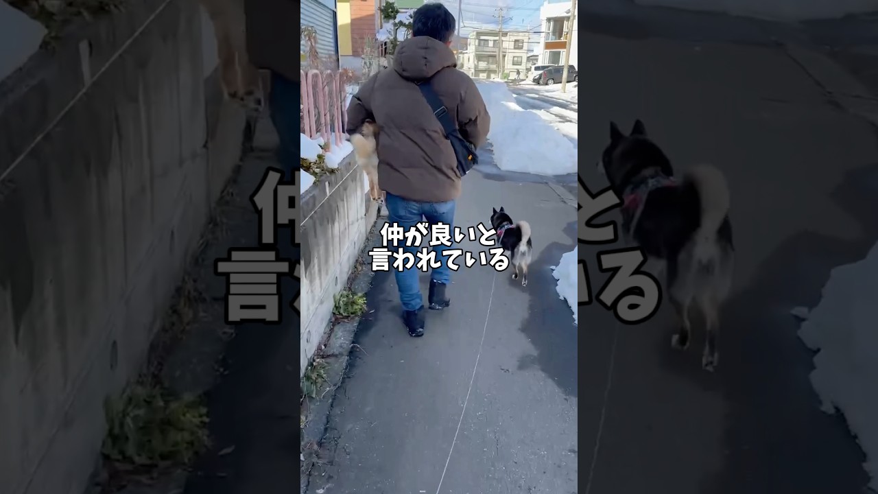 柴犬とオシザンを繋ぐもの&hellip;