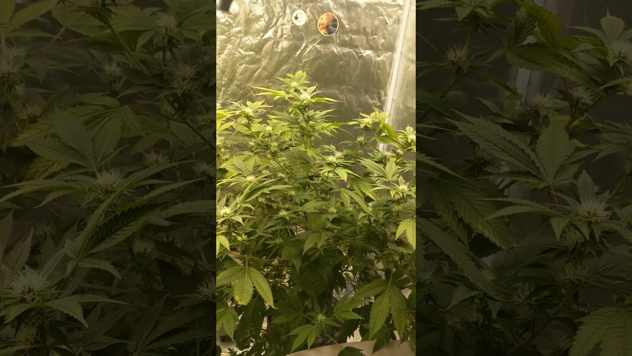 White Widow Clones week 4