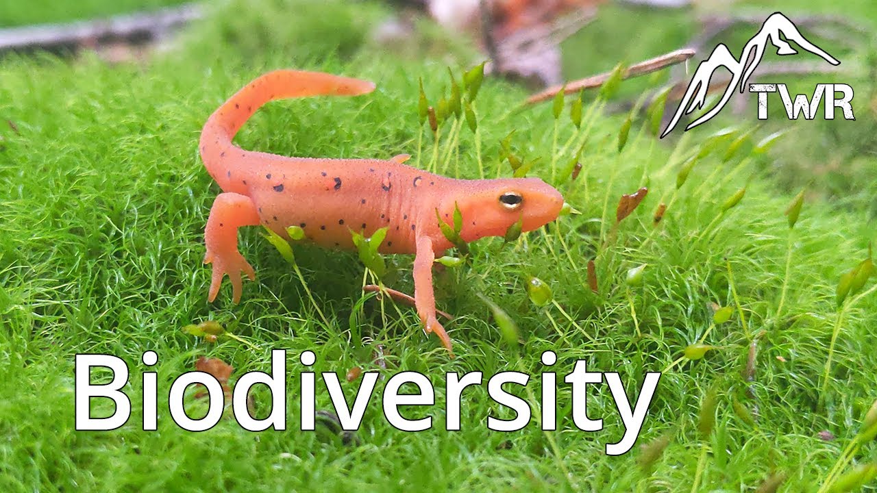 What is Biodiversity? Why is Biodiversity Important?