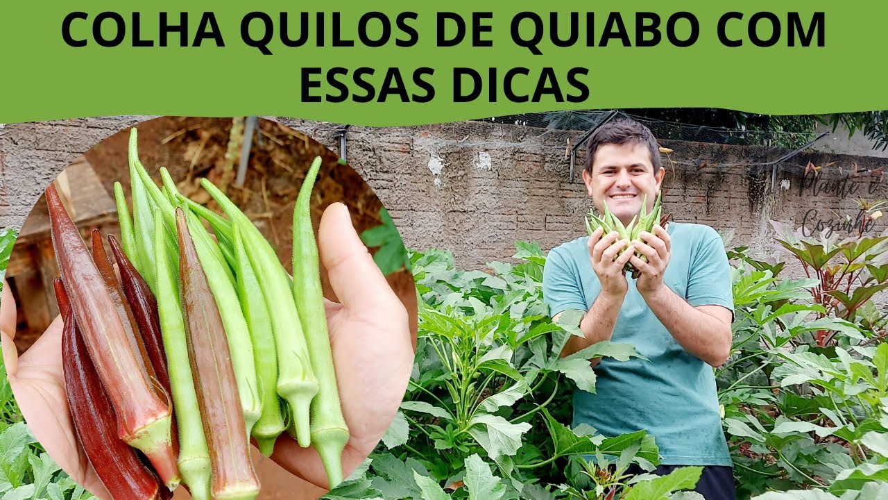COLHA QUILOS de QUIABO seguindo essas DICAS de como plantar, cuidar e produzir quiabo da forma certa