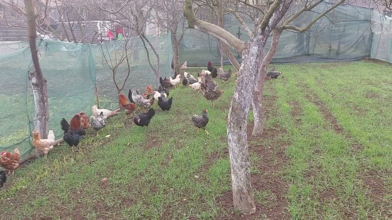 Mix kokoske 🐔🐓🐣🐤🐥