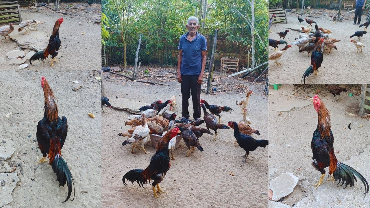 Galo de destaque no criatório e o segredo e alimentação c/ ração Xerém, folhas e beterraba #galomura