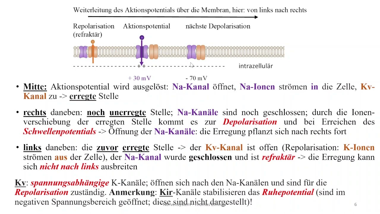 Nervensystem 4: Nervale Erregungsleitung und synaptische Erregungs&uuml;bertragung Teil 1