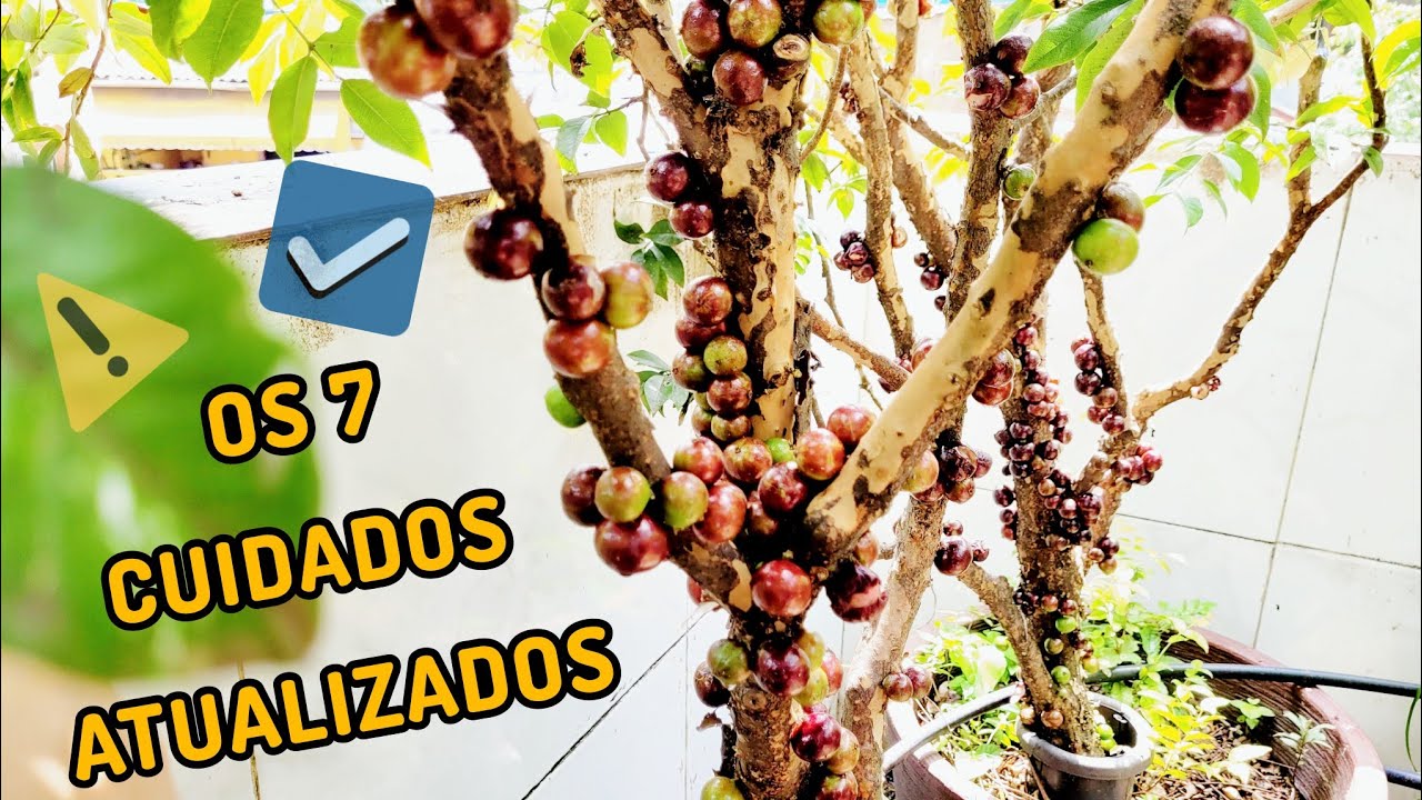 Os 7 Principais Cuidados com a Jabuticabeira Em Vaso Atualizado
