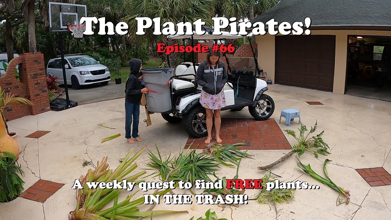 Finding FREE Plants in the trash! The Plant Pirates Episode #66
