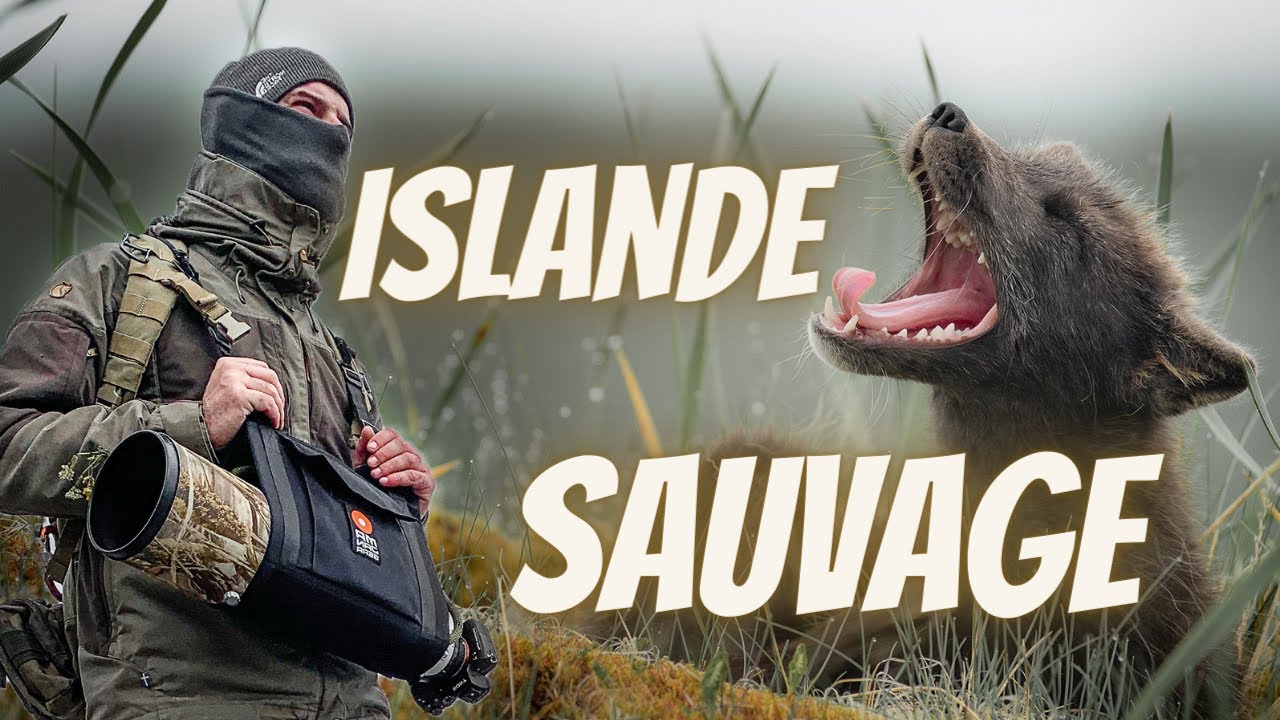 Islande sauvage, sur les traces du renard polaire.