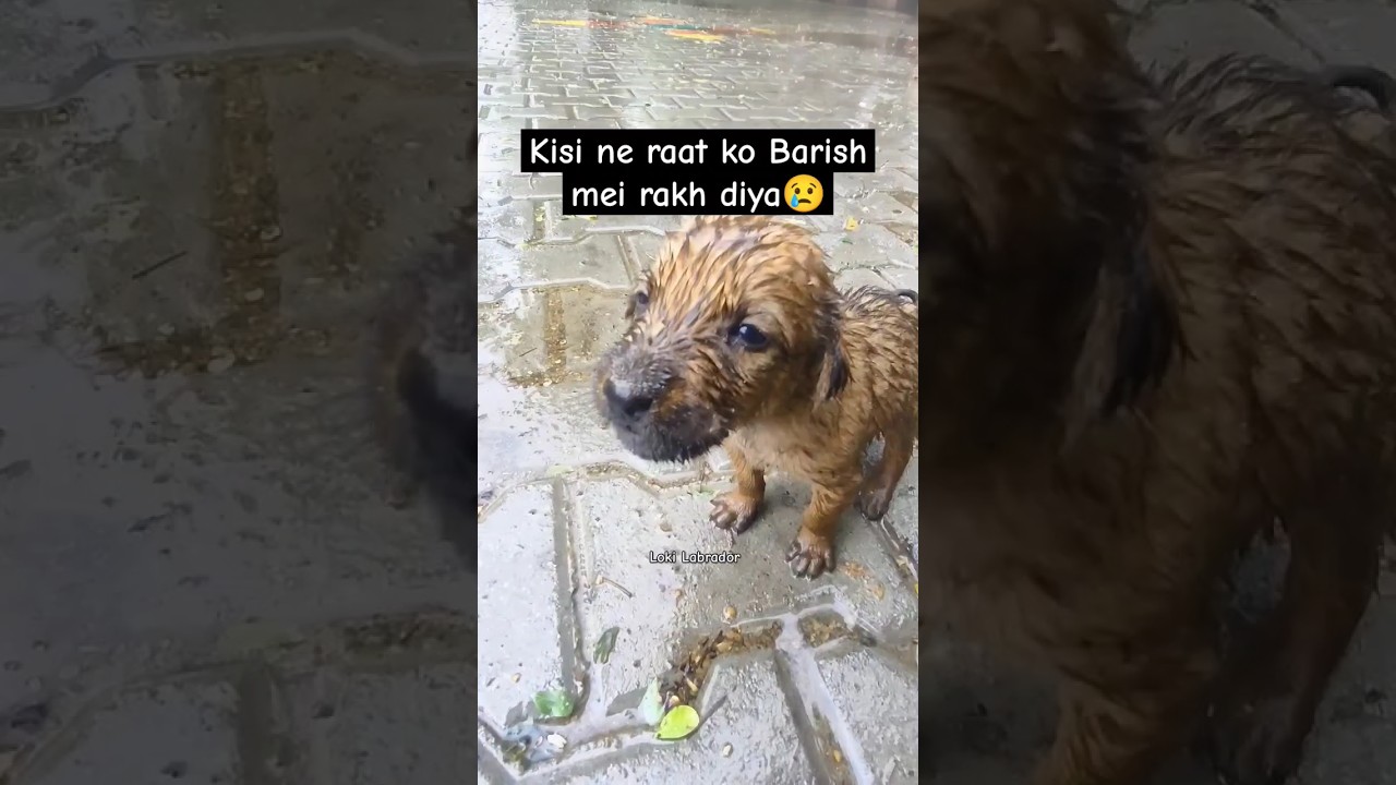 Cute Street Puppy Crying In Heavy Rain 