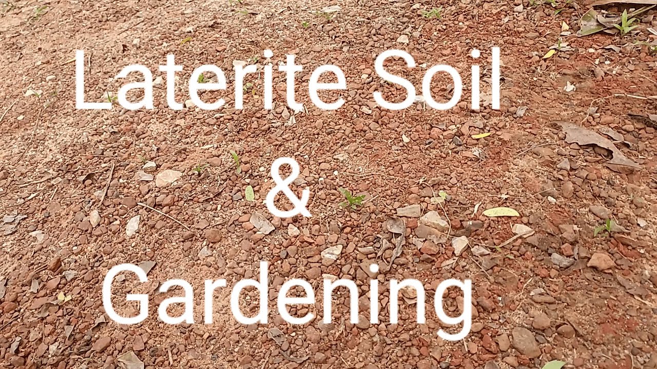 Laterite Soil & Gardening