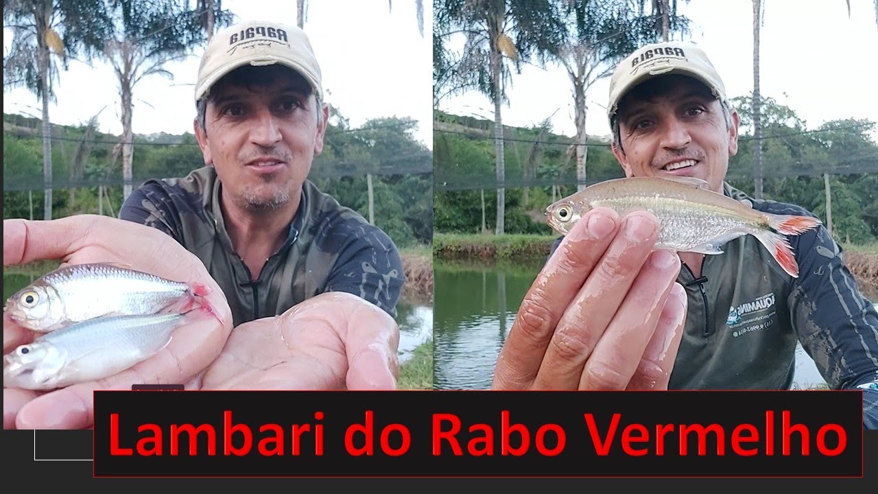 Peixes do Brasil!! Lambari do Rabo Vermelho