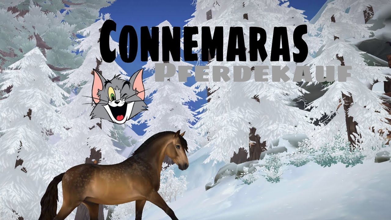 Wir kaufen die neuen Connemaras ein ✨// Star Stable Online 🤍