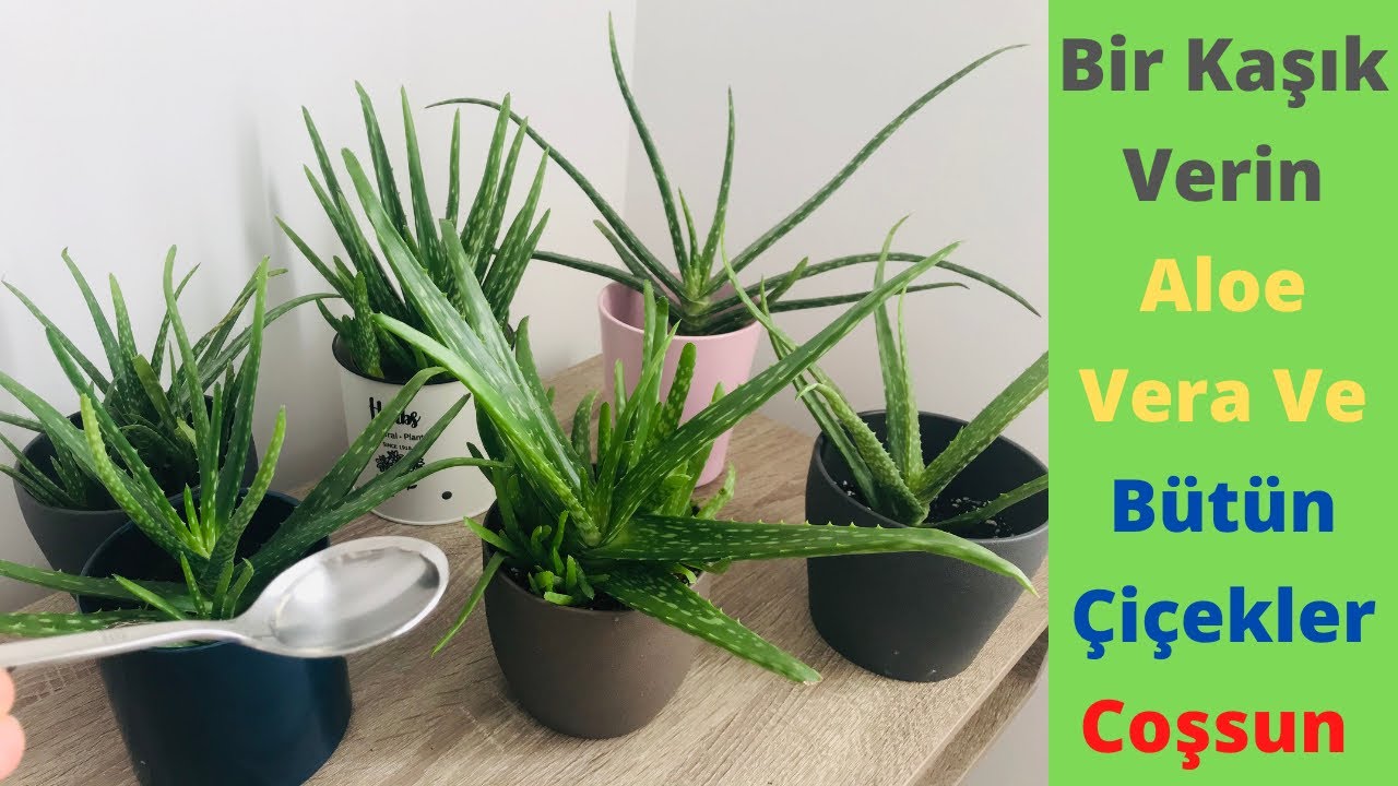 Bir kasik verin aloe veralar ve bütün cicekler coşsun/ Aloe vera coşturan/ Orkide coşturan/Aloe vera