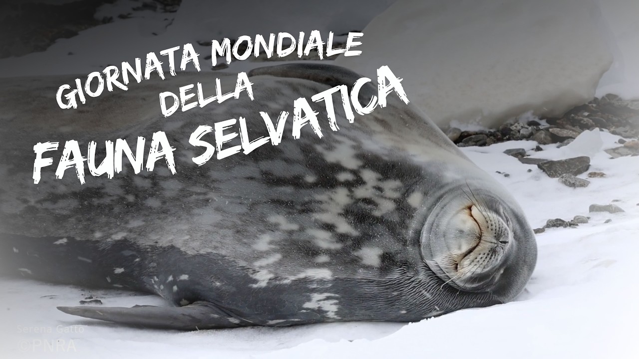 Giornata Mondiale della Fauna Selvatica: cosa vedono i Marine Mammal Observers dalla N/R Laura Bassi