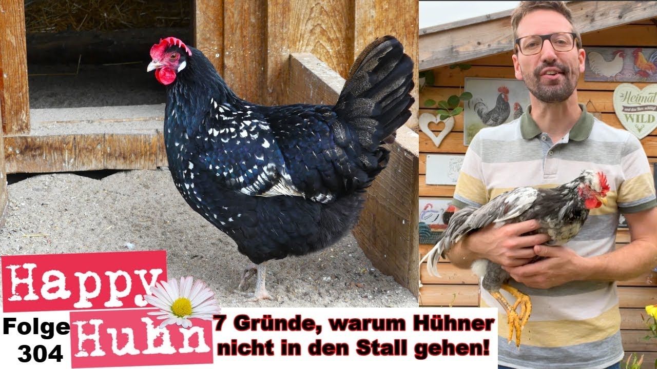 7 Ursachen, wenn Hühner nicht in ihren Stall gehen: Aufbaumen, Milben, Hackordnung - HAPPY HUHN E304
