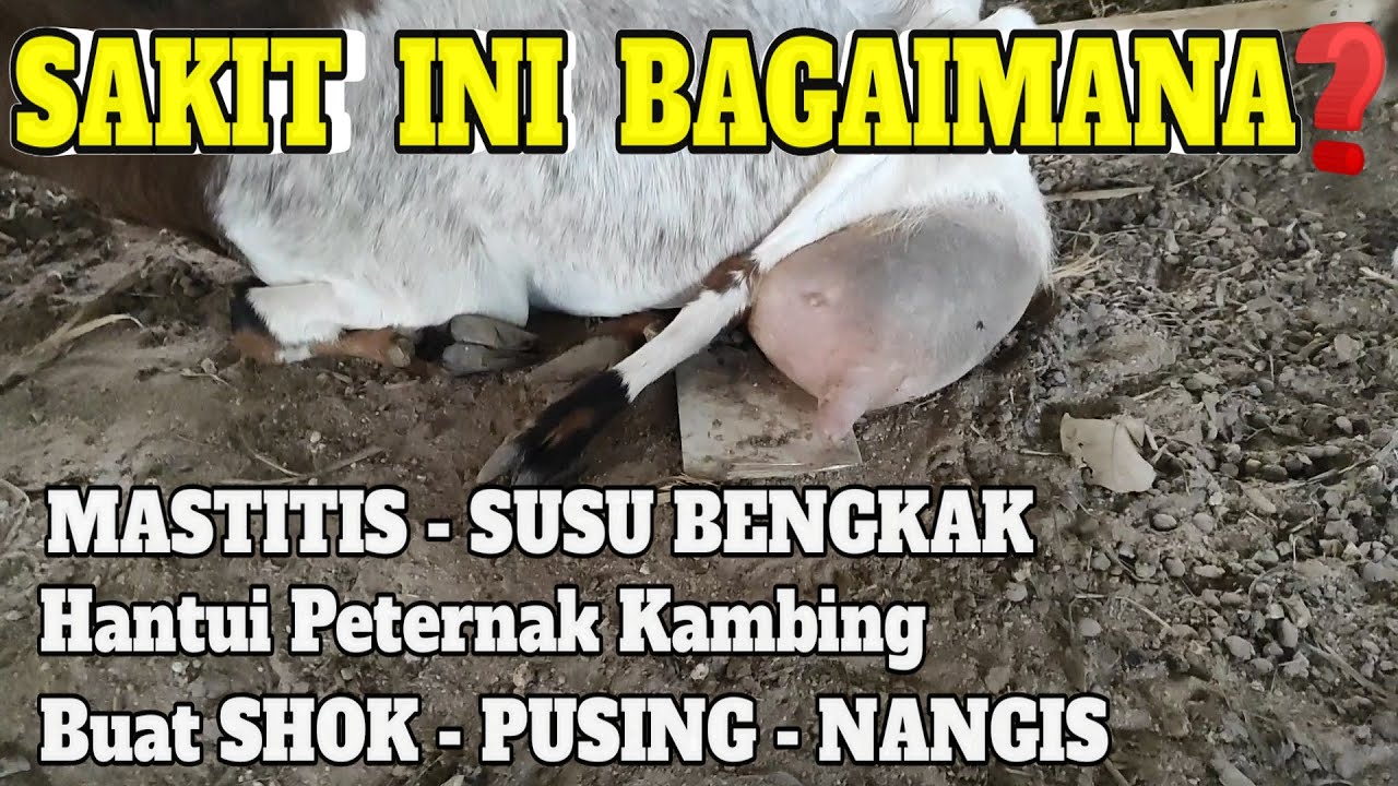 KAMBING INI TERKENA MASTITIS, KAMISANDAN, SUSU BENGKAK APA OBATNYA?