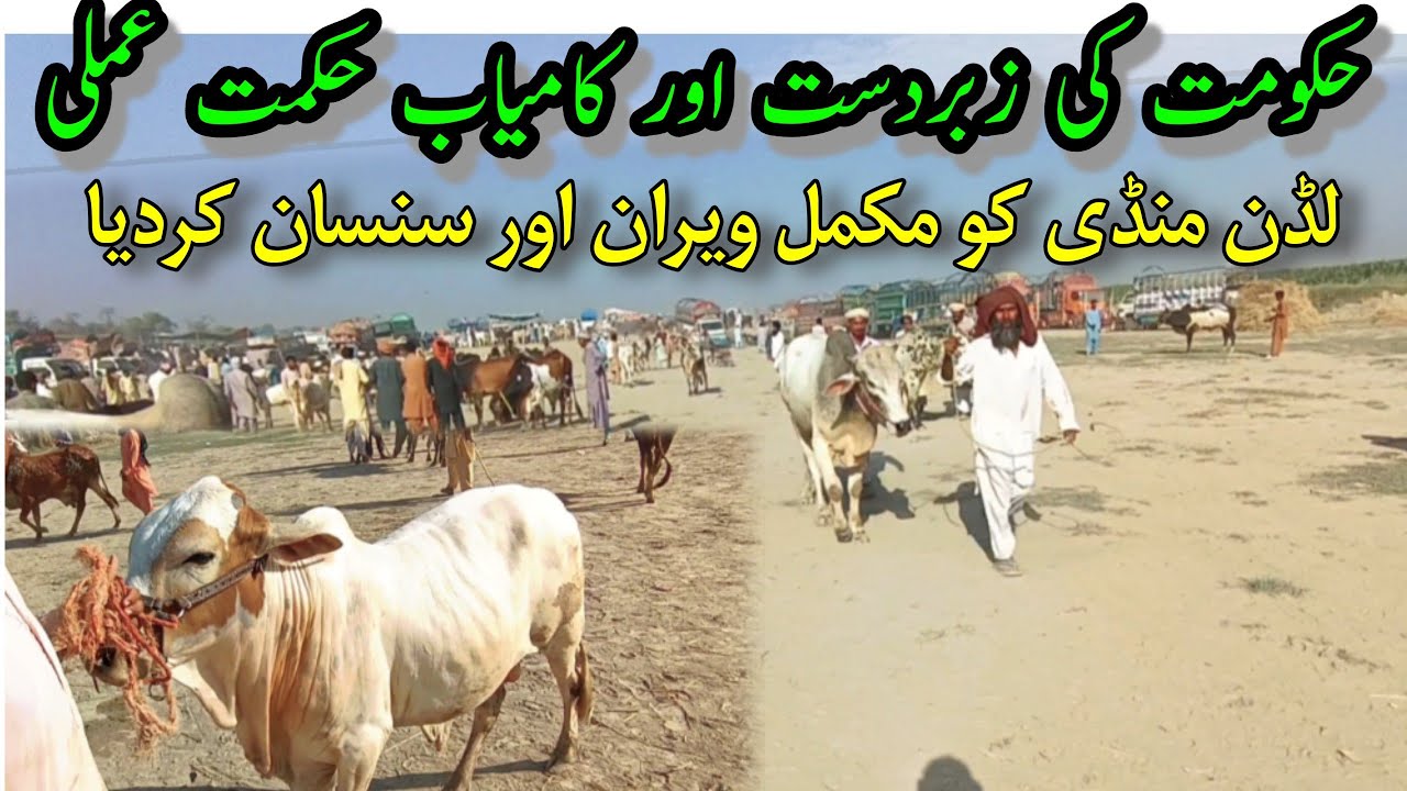 آج لڈن منڈی میں جانور اور خریدار دونو نہ پہنچ سکے