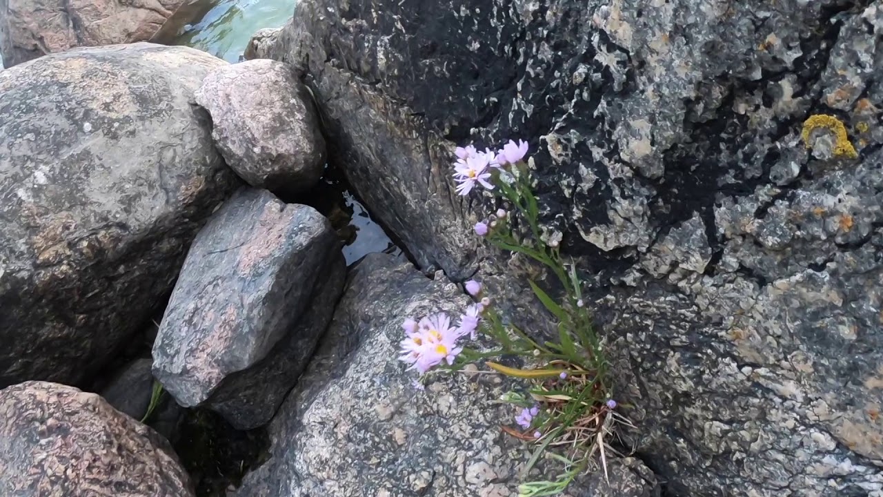 Nature Walk GoPro Hero 6